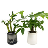 HyggeSprout – Moderne Hydrocultuur Bloempot van Glaslook