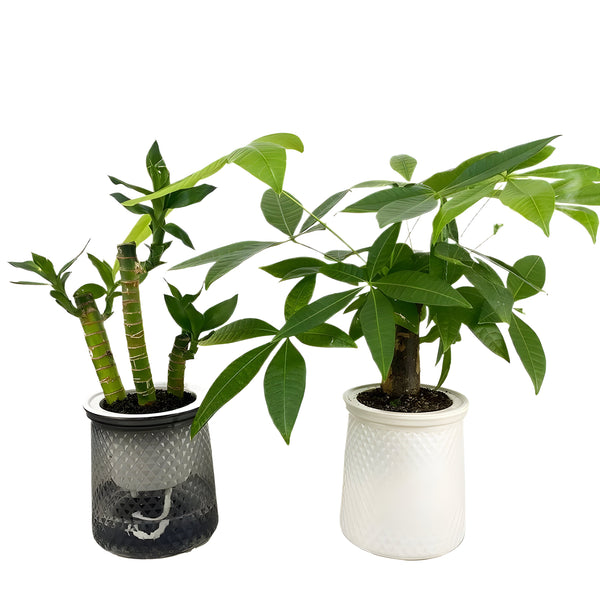 HyggeSprout – Moderne Hydrocultuur Bloempot van Glaslook