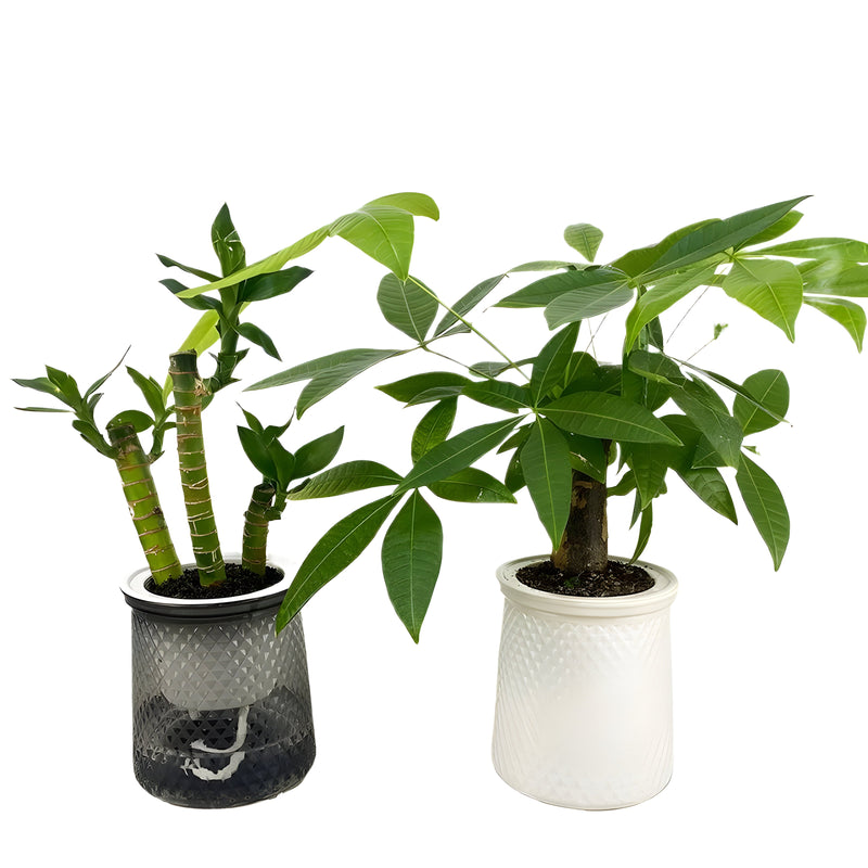 HyggeSprout – Moderne Hydrocultuur Bloempot van Glaslook
