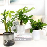 HyggeSprout – Moderne Hydrocultuur Bloempot van Glaslook